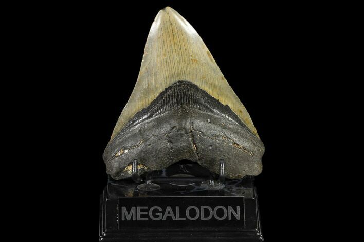 Fossil Megalodon Tooth - North Carolina #119435